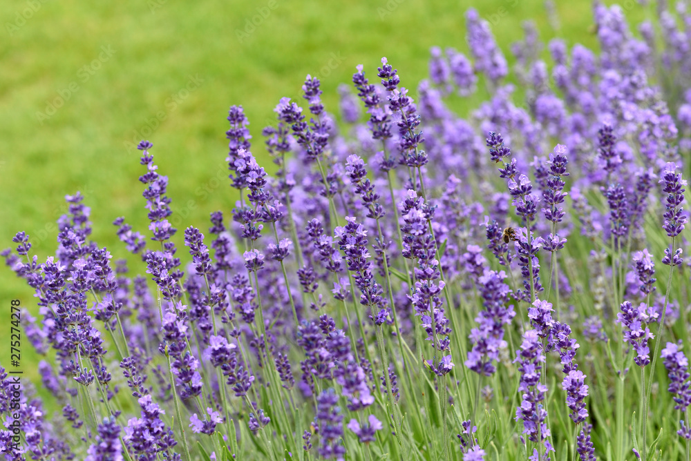 Lavendel, Lavendula, angustifolia Lavendel, Lavendula, angustifolia