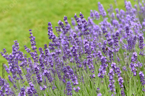 Lavendel, Lavendula, angustifolia