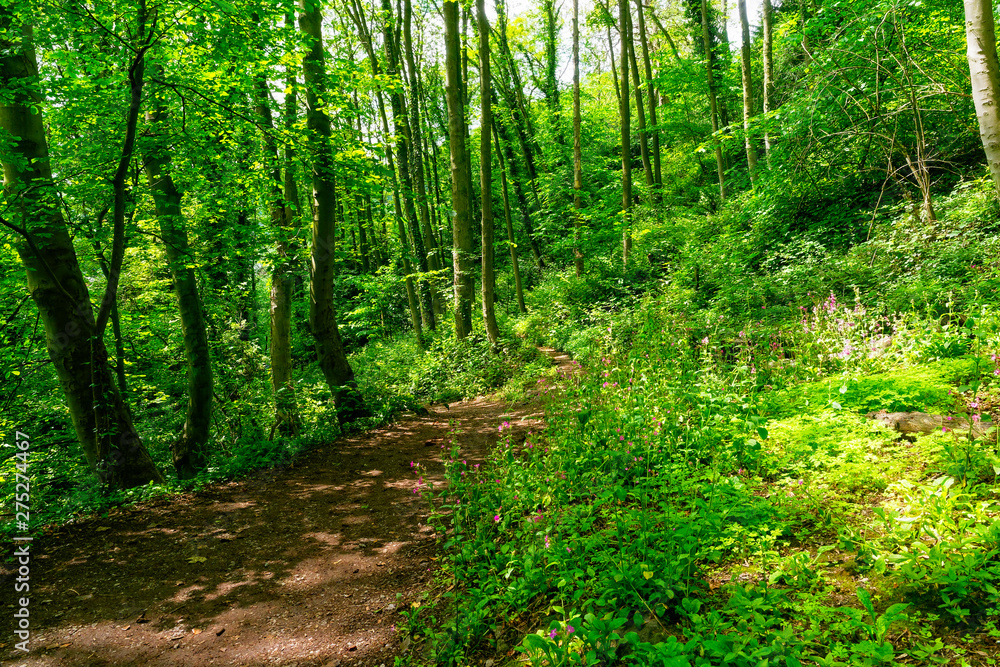 Dappled sunlight plays across a narrow woodland path fringed with Ash trees and wildflowers Dappled sunlight plays across a narrow woodland path fringed with Ash trees and wildflowers