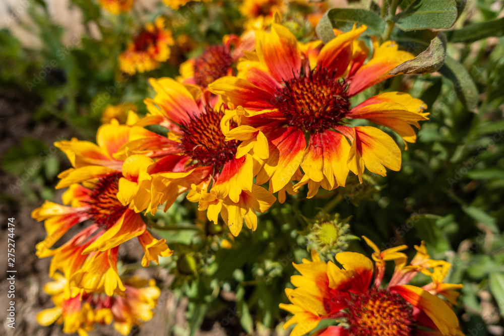 Fototapeta premium Yellow, orange and red guillardia flowers.
