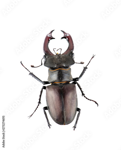 Male stag beetle, Lucanus cervus isolated on white background