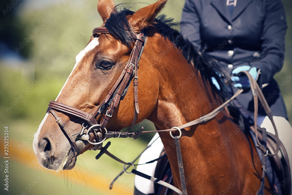 On a beautiful Bay horse with a white spot on his forehead and a dark mane, dressed in a bridle and ammunition for equestrian sports, sits a rider dressed in a dark blue suit and illuminated by sunlig