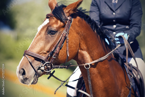 On a beautiful Bay horse with a white spot on his forehead and a dark mane, dressed in a bridle and ammunition for equestrian sports, sits a rider dressed in a dark blue suit and illuminated by sunlig