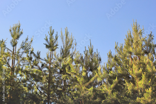Pine forest against the sky. Background © Stasiuk