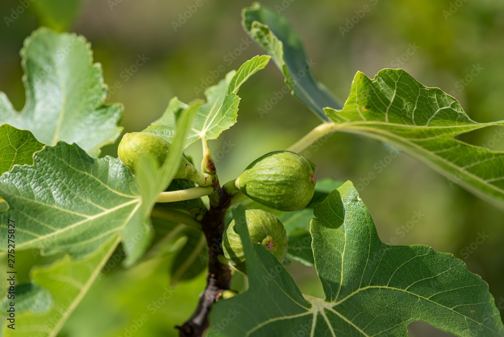 Young fruits of fig, on the branch Young fruits of fig, on the branch