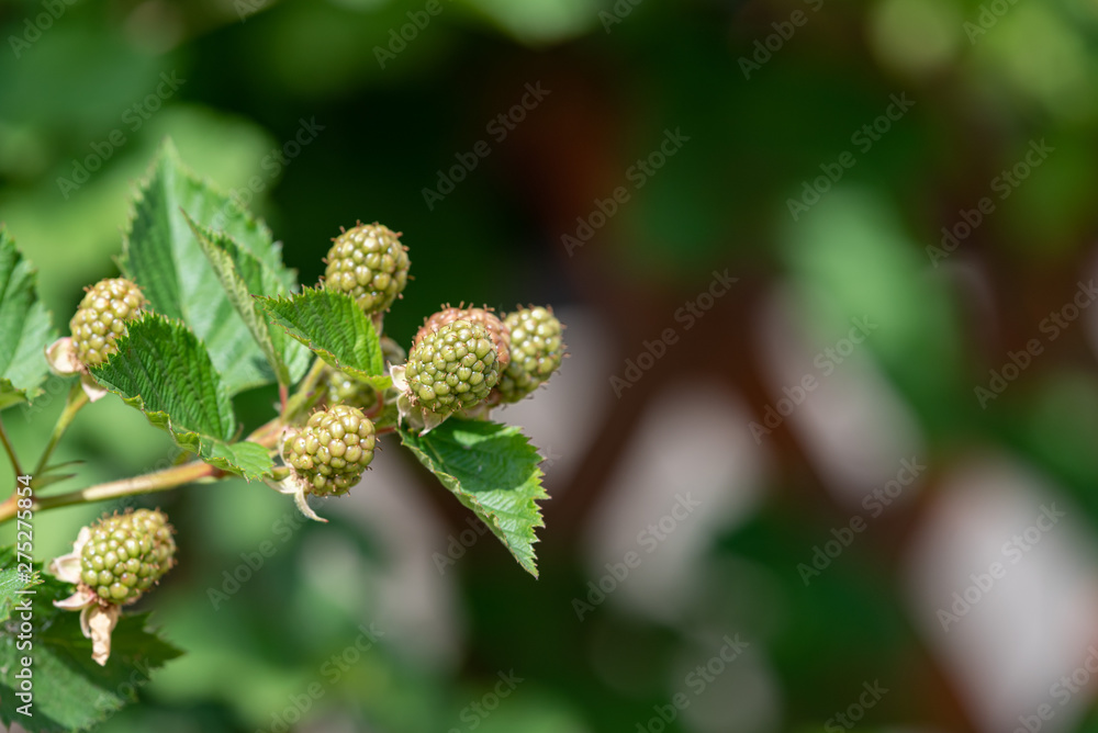 Young fruits of blackberry fruit, on the branch Young fruits of blackberry fruit, on the branch