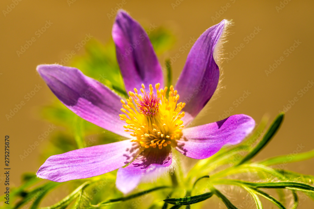 common pasque flower with flower common pasque flower with flower