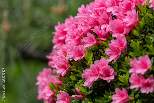 Pink azalea flower  in full bloom  Rhododendron