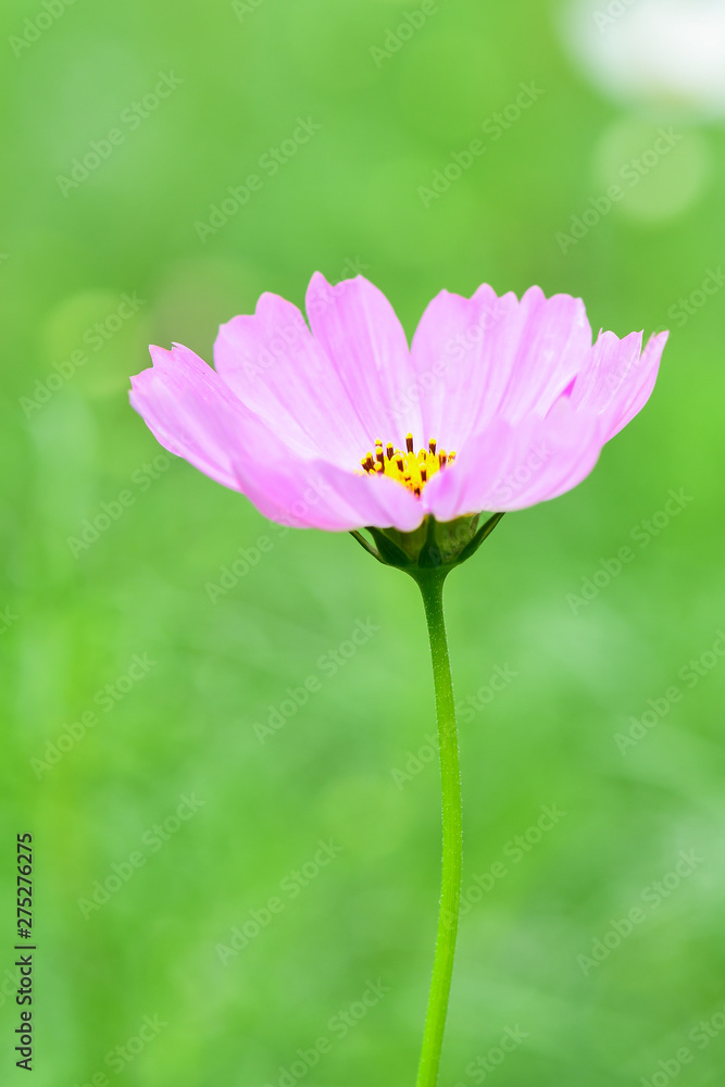 Closeup and Selective Focus Pink Cosmos Flower to see the beautiful colors for wallpapers and backgrounds. Closeup and Selective Focus Pink Cosmos Flower to see the beautiful colors for wallpapers and backgrounds.