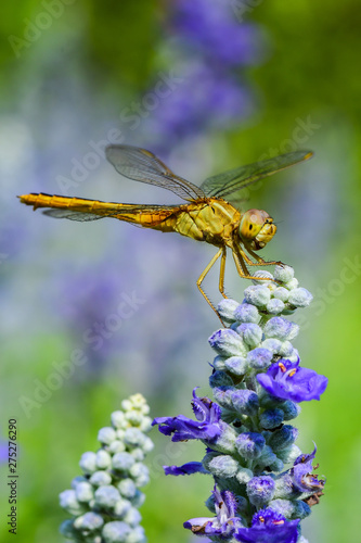 Closeup and Selective Focus Dragonfly is on a flower in nature. © thanin
