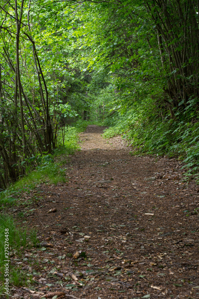 Fototapeta premium Waldweg