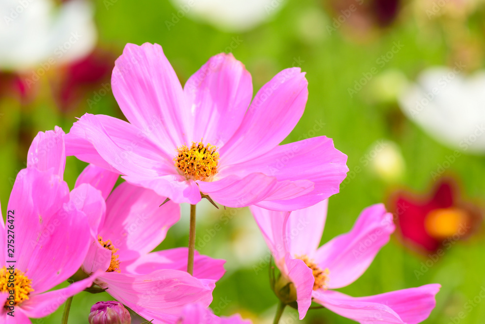 Closeup and Selective Focus Pink Cosmos Flower to see the beautiful colors for wallpapers and backgrounds. Closeup and Selective Focus Pink Cosmos Flower to see the beautiful colors for wallpapers and backgrounds.