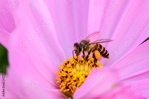 Closeup and Selective Focus Pink Cosmos flower pollen and The bee is looking for sweet water to see the beautiful colors  for wallpapers and backgrounds.