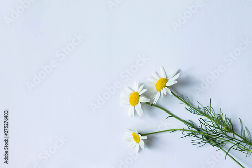 white daisies on blue sky background