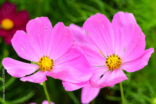 Closeup and Selective Focus Pink Cosmos Flower to see the beautiful colors  for wallpapers and backgrounds.