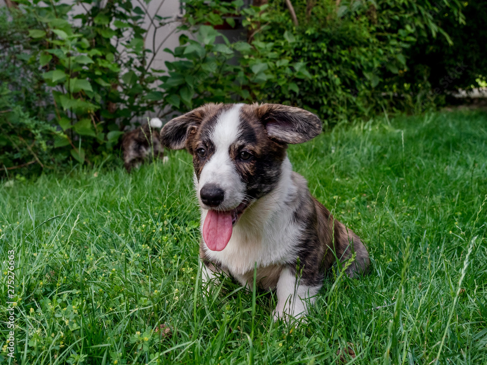 Beautiful brown young corgi dog playing in the green grass Beautiful brown young corgi dog playing in the green grass