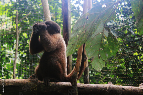 A juvenile woolly monkey eating sugar cane photo