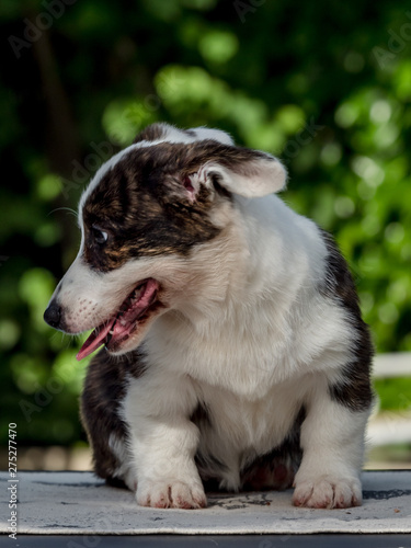 Beautiful brown young corgi dog playing in the green grass