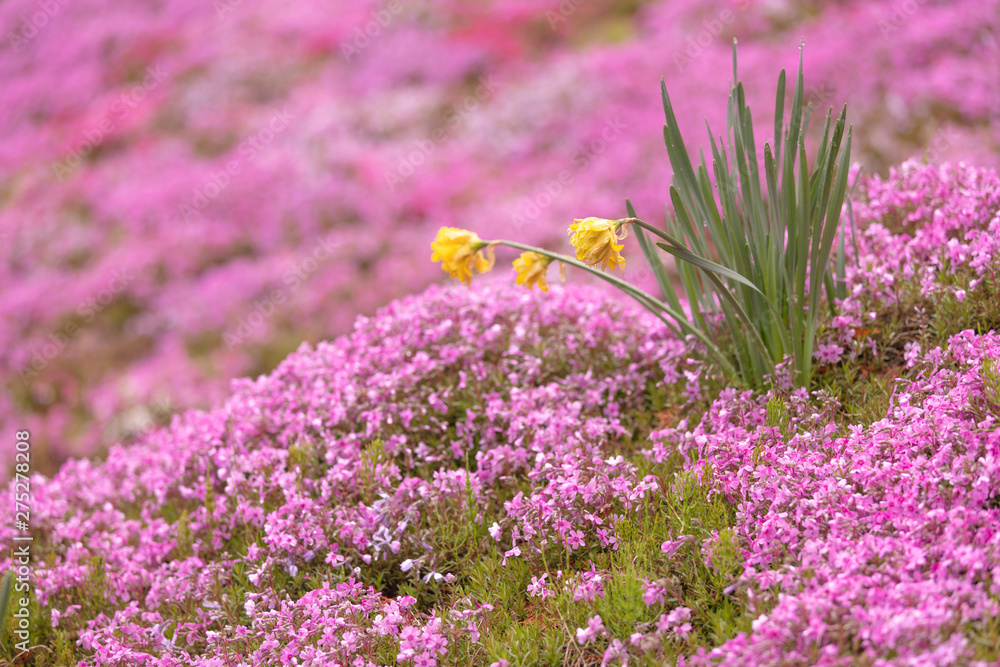Obraz premium 岐阜県 國田家の芝桜