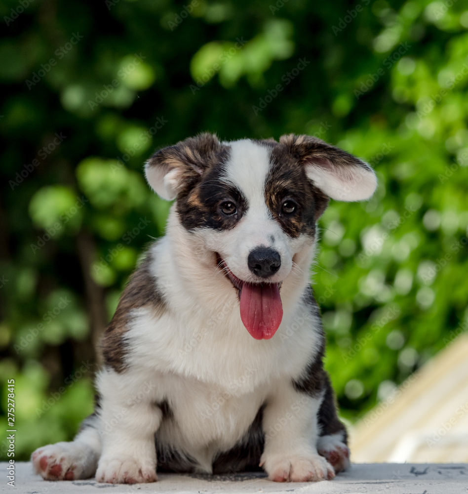 Beautiful brown young corgi dog playing in the green grass Beautiful brown young corgi dog playing in the green grass