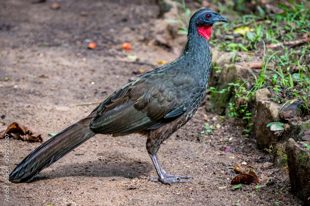 Jacu (typical guan jacquacu) birds Jacu (typical guan jacquacu) birds