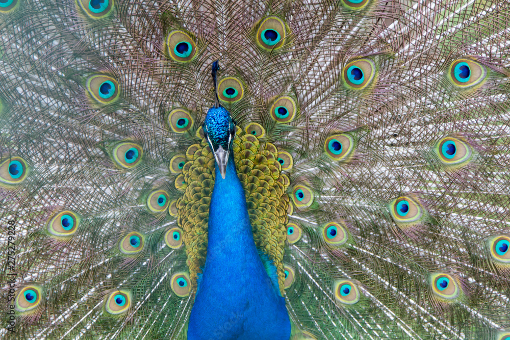 Obraz premium peacock with open tail