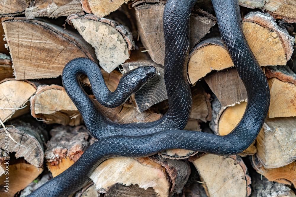 Obraz premium A beautiful black rat snake curled up on a pile of split logs