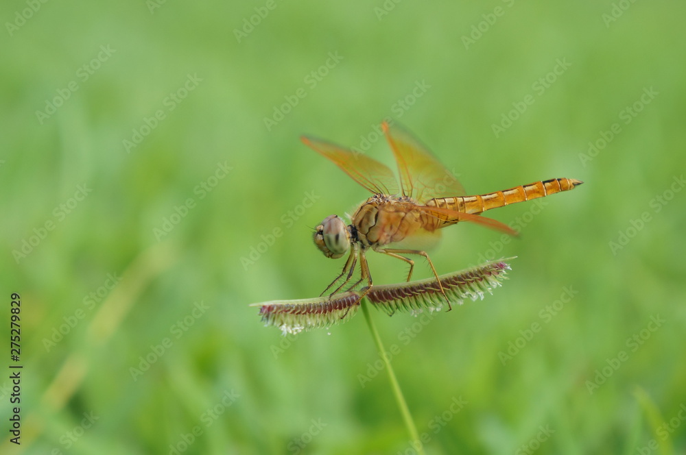 dragonfly on green leaf dragonfly on green leaf