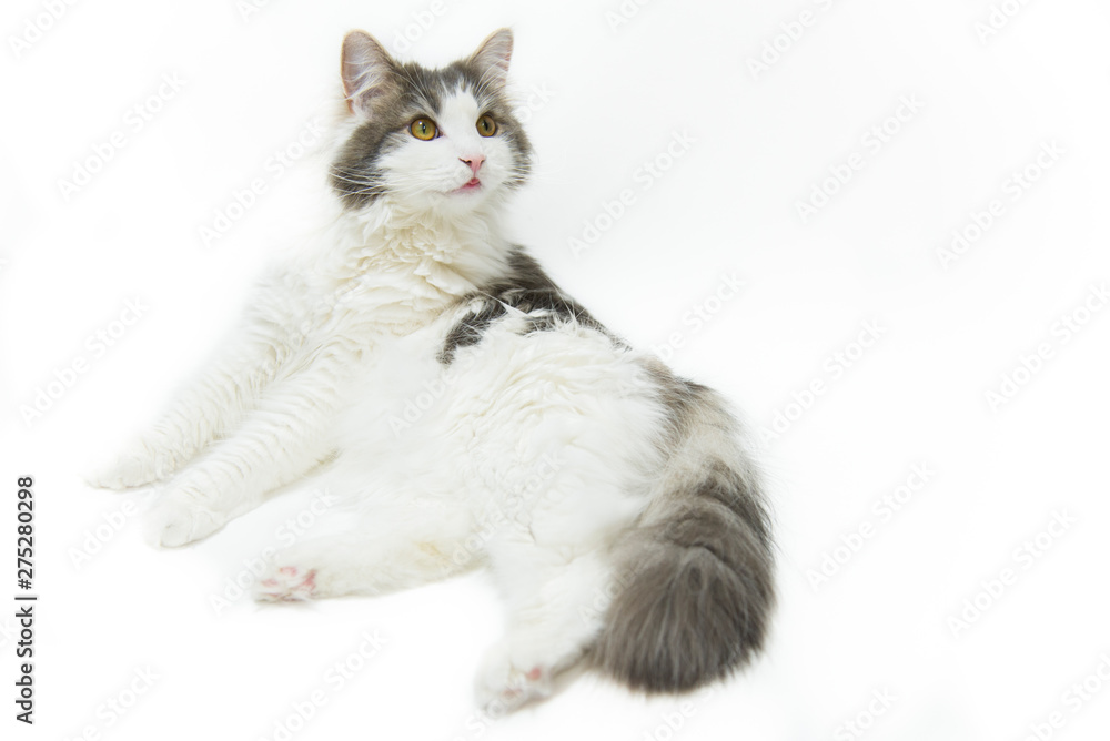 ノルウェージャンフォレストキャット ノルウェージャンフォレストキャット