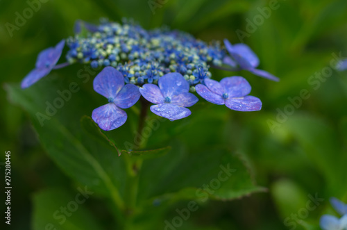 Wallpaper Mural 水色のガクアジサイ Torontodigital.ca