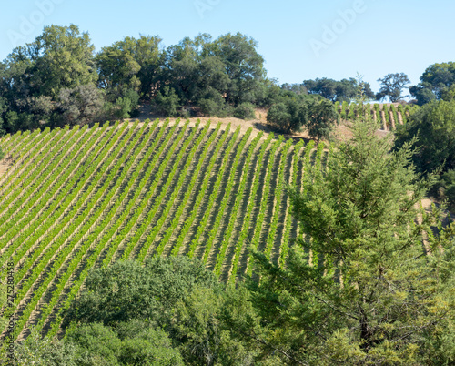 Vineyard in the Russian River Valley