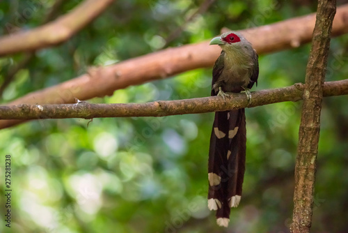 Green billed Malkoha on branch in the forest photo