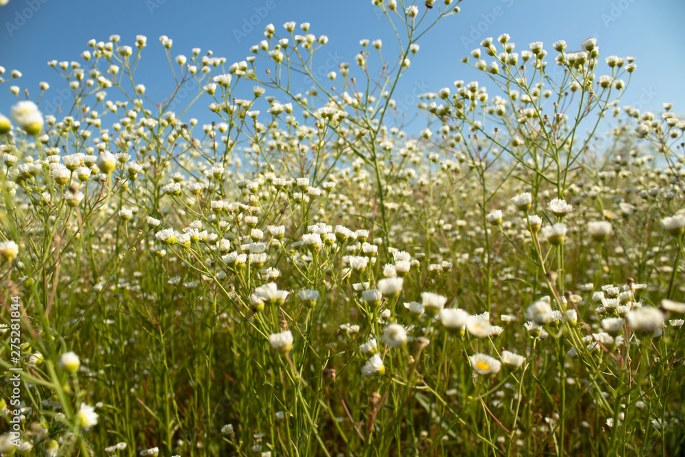 Fototapeta premium Daisies on the daisy field against the sky in the early summer morning
