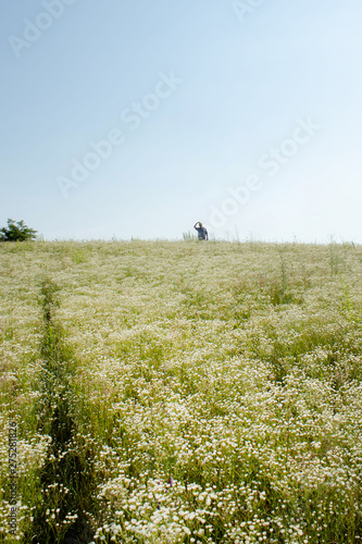 Wallpaper Mural Field of daisies and the silhouette of a man against the sky in the early summer morning Torontodigital.ca