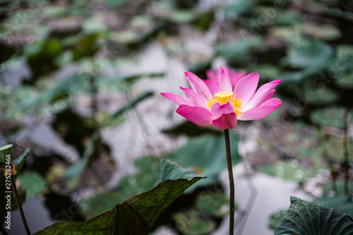 Pink lotus bloom in the swamp.