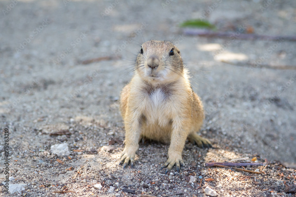 the gopher is watching out for somebody the gopher is watching out for somebody