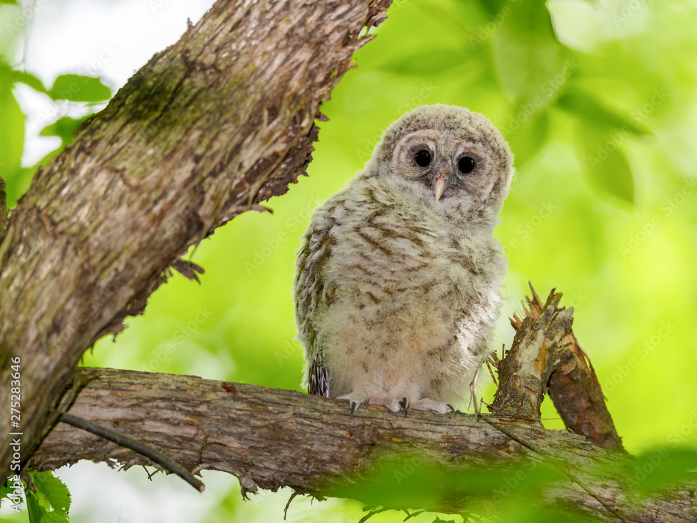 Barred Owl ( Owlet ) Sitting on Tree Branch Barred Owl ( Owlet ) Sitting on Tree Branch
