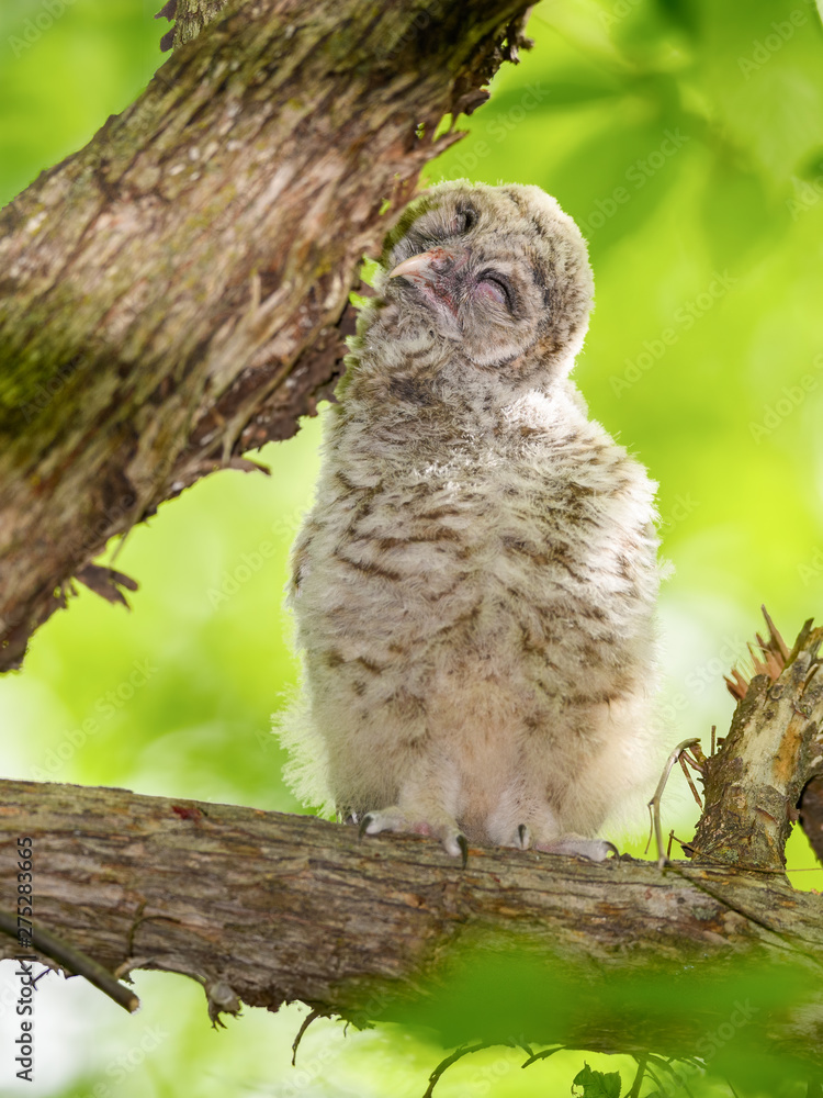 Barred Owl ( Owlet ) Sitting on Tree Branch and Scratching Barred Owl ( Owlet ) Sitting on Tree Branch and Scratching