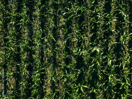 Aerial view of green corn field with row lines, top view from above