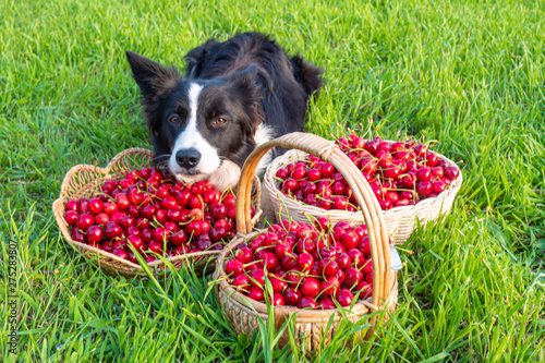 perro border collie cuidando cestas de cerezas rojas sobre hierba verde