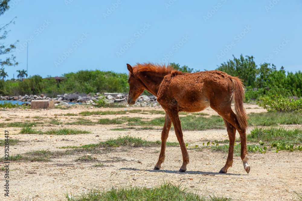 Obraz premium Small and Skinny young wild Horse during a sunny day. Taken in a small town, Cardenas, near Varadero, Cuba.