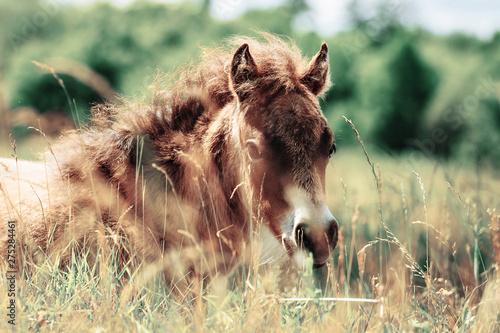 Fototapeta Naklejka Na Ścianę i Meble -  Little foal having a rest in the green grass