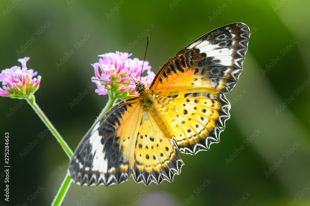 Closeup butterfly are looking for sweet water on flowers in the garden. Closeup butterfly are looking for sweet water on flowers in the garden.