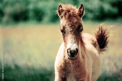 Cute little Haflinger horse foal, blond chestnut, standing alertly in a meadow © matilda553