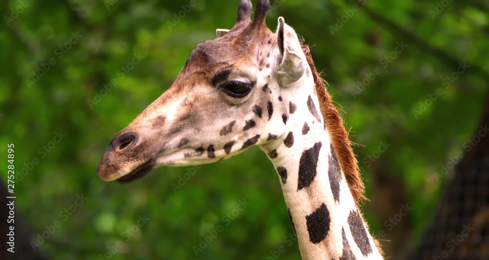 giraffe giraffe
