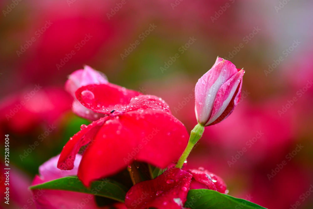 Closeup Red Catharanthus roseus and Droplets on the flowers to see the beautiful color in the garden. Closeup Red Catharanthus roseus and Droplets on the flowers to see the beautiful color in the garden.