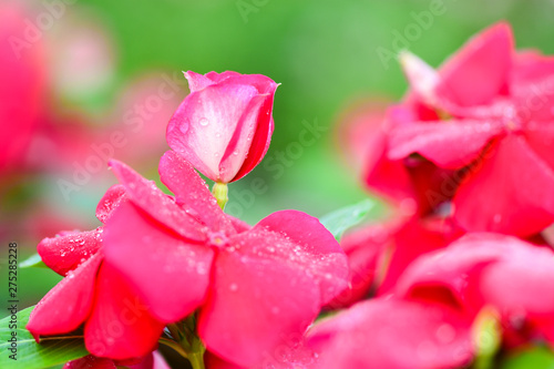 Closeup Red Catharanthus roseus and Droplets on the flowers to see the beautiful color in the garden.