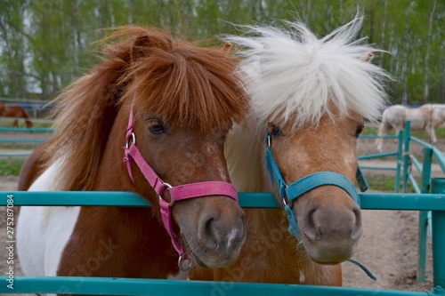 Little shaggy pony in the paddock