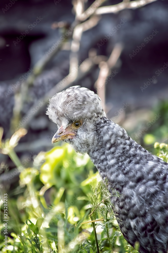 Obraz premium A cute little chick on green grass