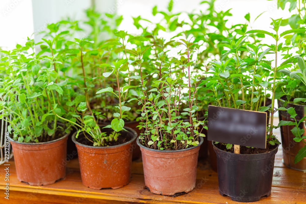 Green plants in pots putting up for sale.